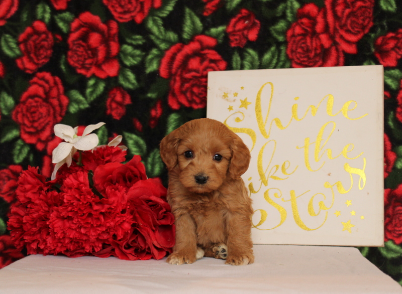 puppy, for, sale, Mini Goldendoodle F2, Matthew B. Stoltzfus, dog, breeder, Gap, PA, dog-breeder, puppy-for-sale, forsale, nearby, find, puppyfind, locator, puppylocator, aca